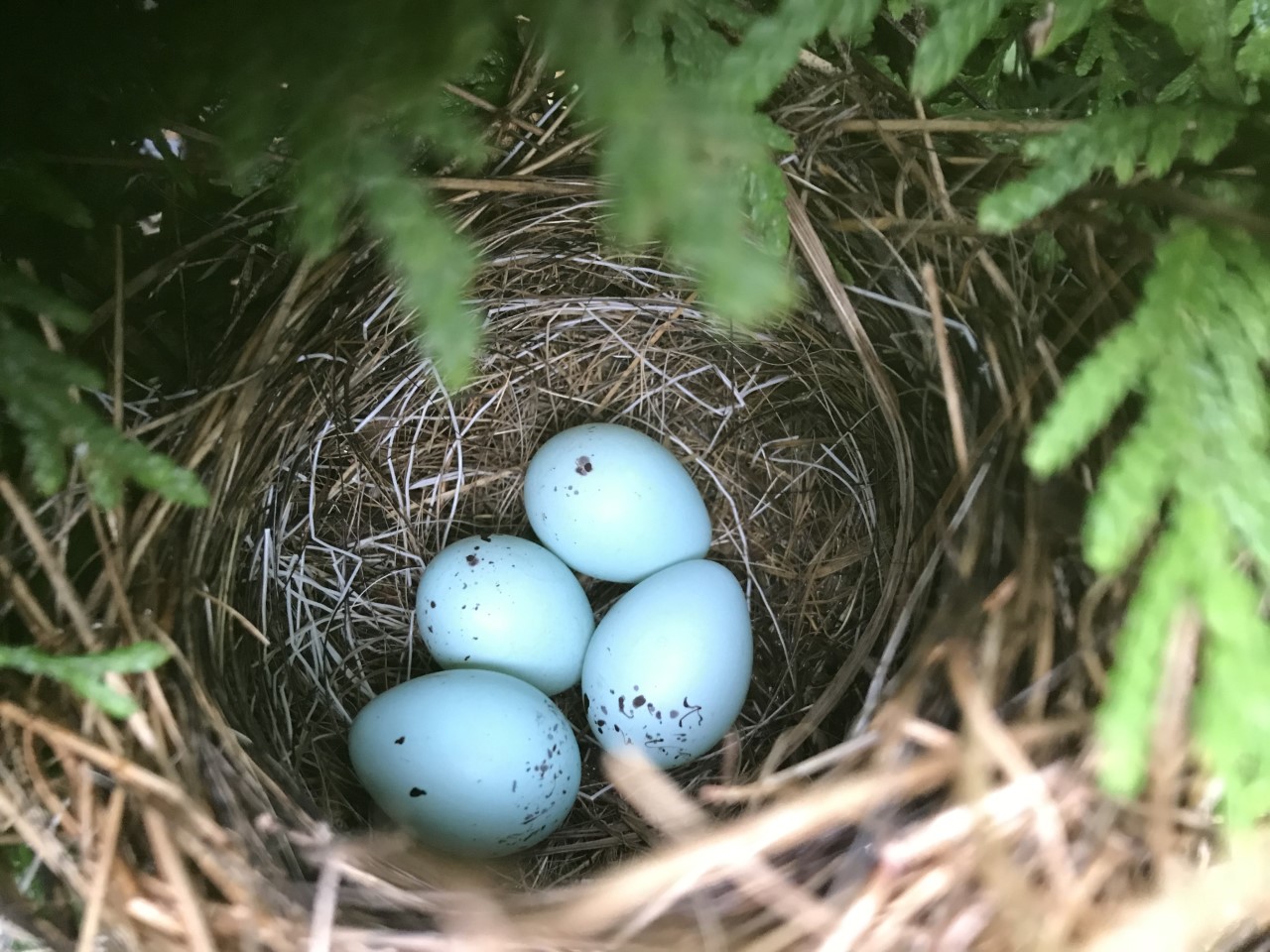 Nest Filled with Sparrow Eggs