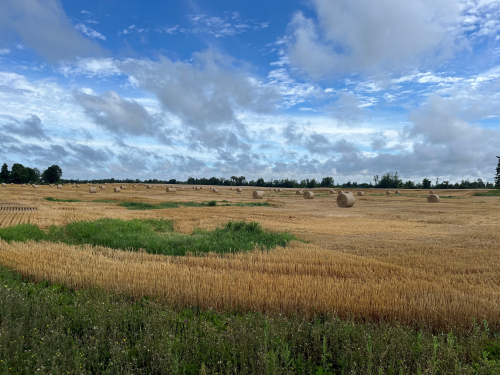 Economic Development